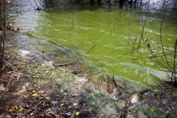 El Supremo confirma que la Xunta y el Gobierno son responsables de la contaminación ganadera del embalse de As Conchas y el río Limia