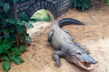 Un niño de tres años en estado crítico tras caer al recinto de cocodrilos de un zoo inglés