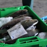 Dos detenidos por vender  pescado robado con residuos de medicamentos
