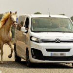 Éxodo de los caballos entre las llamas: «Venían muy alterados, relinchando como locos»