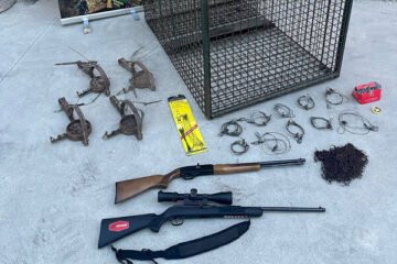 Tres detenidos por matar un lince y otras especies protegidas para aumentar el rendimiento de un coto de caza en la provincia de Cuenca