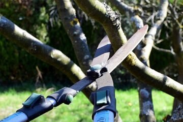 El árbol de tu vecino invade tu jardín: quién debe cortar las ramas según la ley